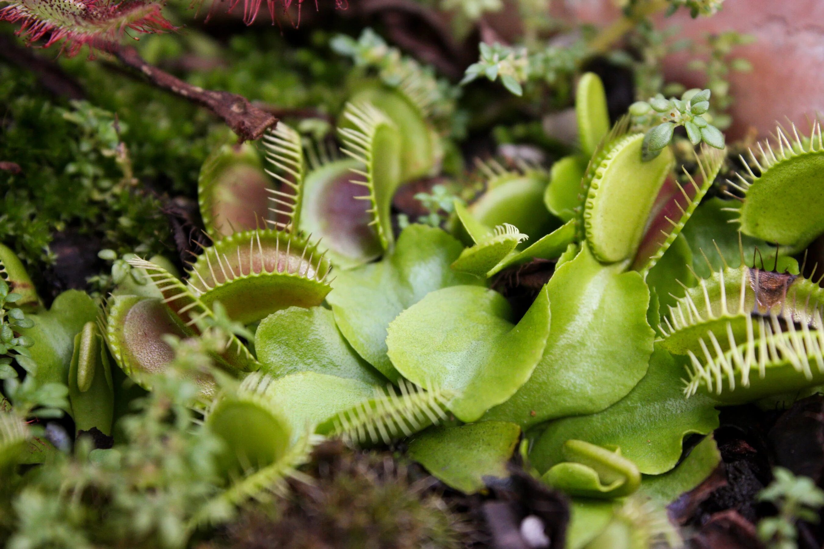 Plant картинки. Венерина мухоловка. Венерина мухоловка цветок. Растение хищник Венерина мухоловка. Росянка мухоловка.