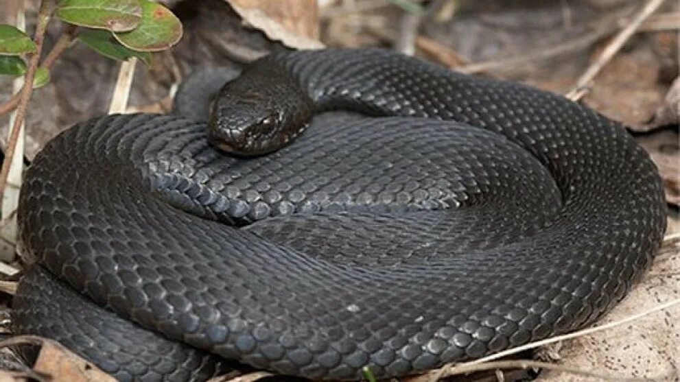 много змей. девушка змея. к чему снится змея беременной женщине. к чему снится змея беременной женщине. к чему снятся змеи женщине.