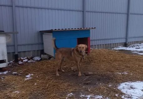 Приют для животных хвостики