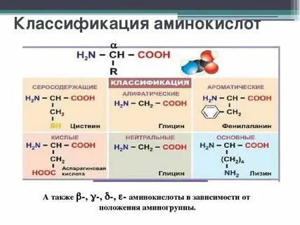Белки и аминокислоты биология