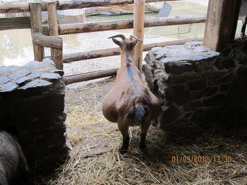 Беременные нубийские козы. Сколько месяцев беременна коза