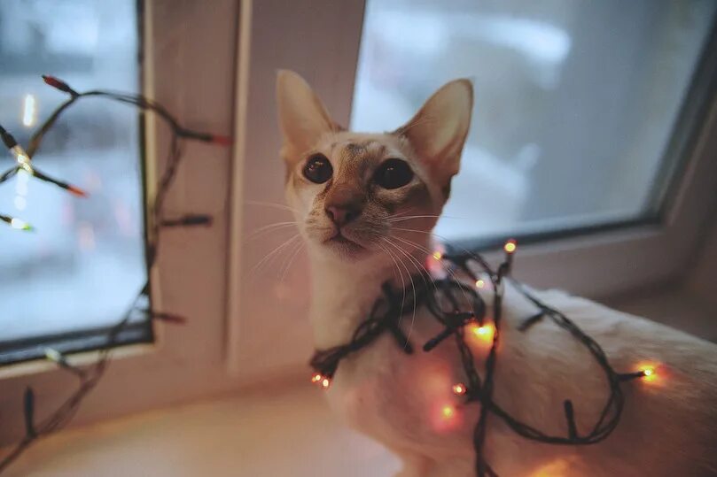Как реанимировать котенка