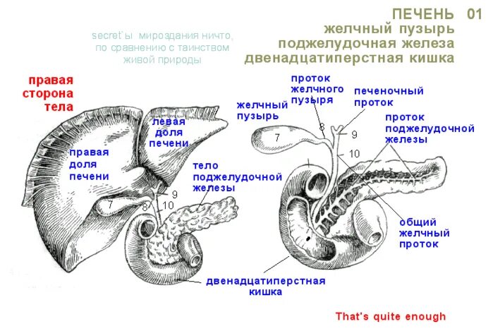 Стороны печени. Стороны печени