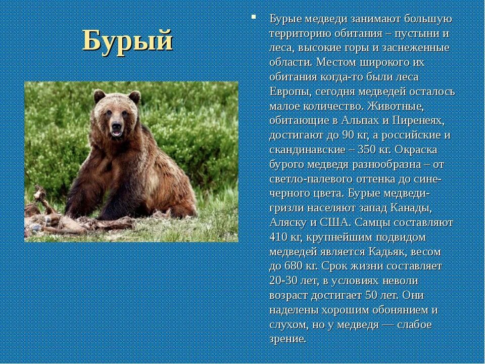 Описание медведя. Сообщение о медведе. Бурый медведь информация. Бурый медведь доклад. В какой природной зоне живут бурые медведи