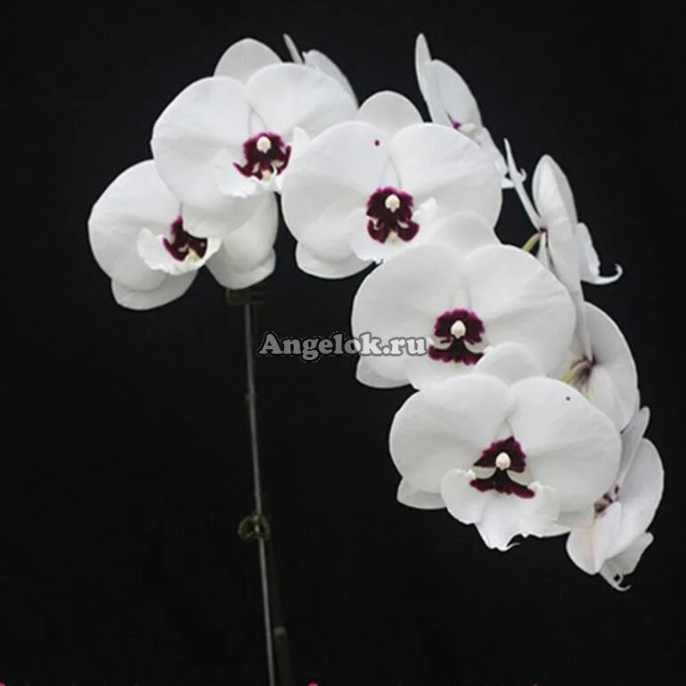 Фаленопсис панда. Орхидея Phalaenopsis Panda. Charming Panda фаленопсис. Phal. Charming Panda. Phal. Charming Panda '1224'.