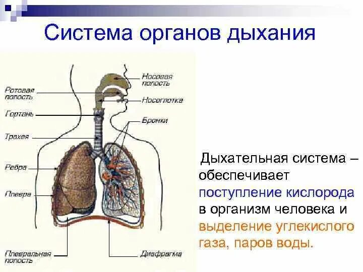 Дыхательная система человека схема 3 класс. Дыхательная система для дошкольников. Дыхательная система человека для детей 3 класса. Система органов дыхания человека 3 класс окружающий мир. Дыхание схема 3 класс.