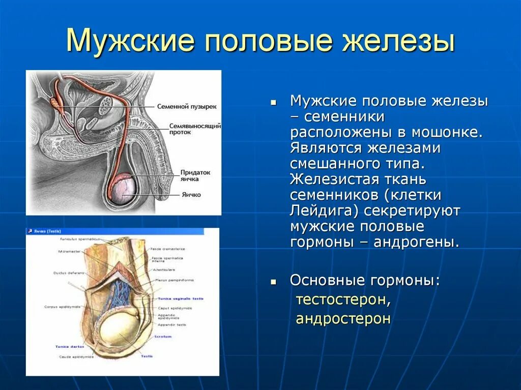 Функция яичек у мужчин. Половые железы. Мужская половая железа.