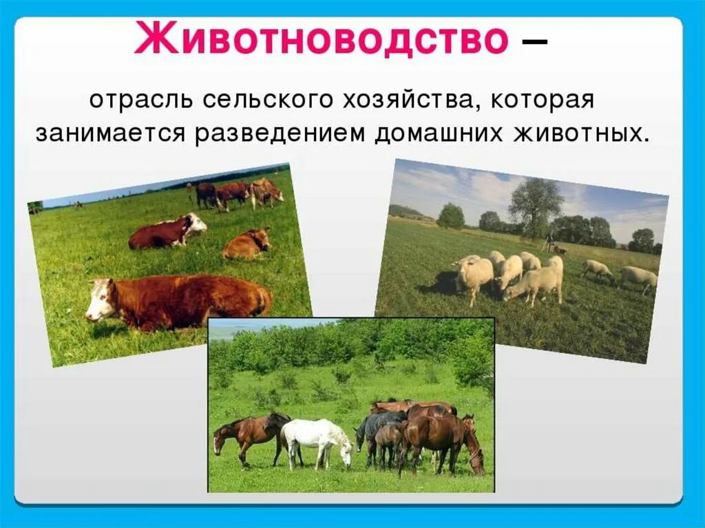 Сообщение о животноводстве окружающий мир