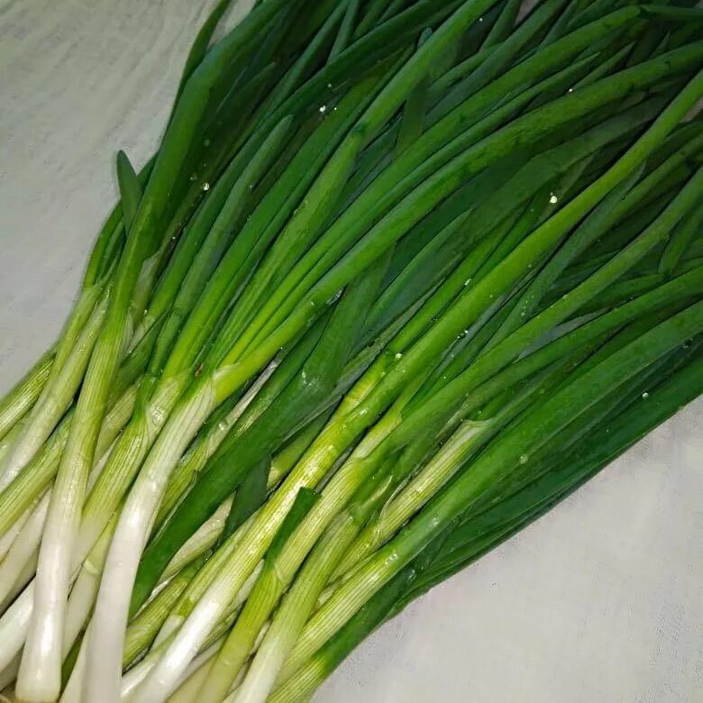 какой зеленый лук. зеленый лук пучок. лук батун алтайский. тонкий зеленый лук название. какой зеленый лук.