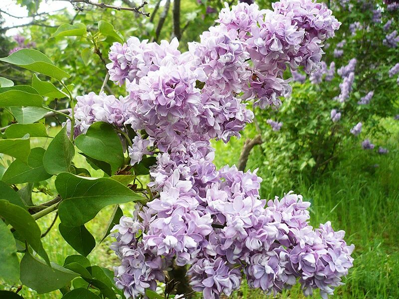 Сирень syringa. Сирень Syringa vulgaris. Сирень Aigul.