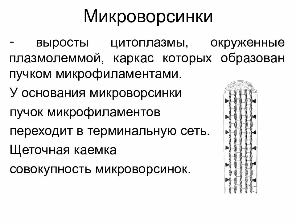 Микроворсинки гистология. Микроворсинки гистология функции. микроворсинки функции в клетке. функции микроворсинок. схема строения микроворсинки.