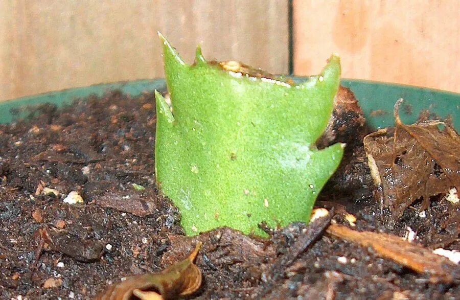 Шлюмбергера черенки. Сегменты декабриста. Сегменты декабриста. Сегменты декабриста. Шлюмбергера аспен.