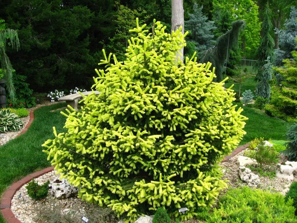 Ель обыкновенная picea abies loreley. Picea abies (ель обыкновенная) 'pusch'. Ель обыкновенная little gem. Ель обыкновенная abies. Ель обыкновенная abies.