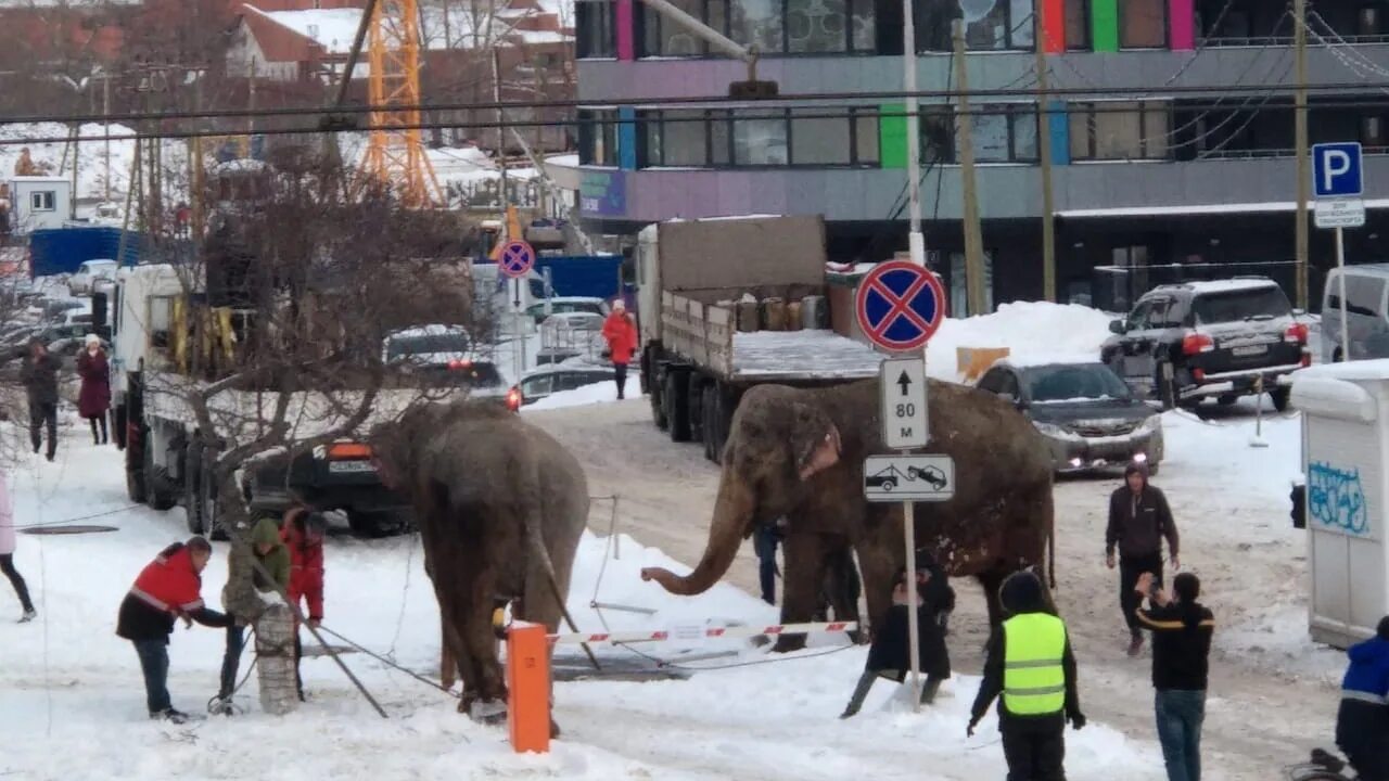 Слоны сбежали из цирка Екатеринбург. Слоны сбежали в Екатеринбурге. В Екатеринбурге убежал слон. Слон сбежал из цирка Екатеринбург. Сбежавший цирк