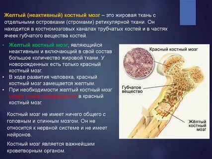 Красный и желтый костный мозг где