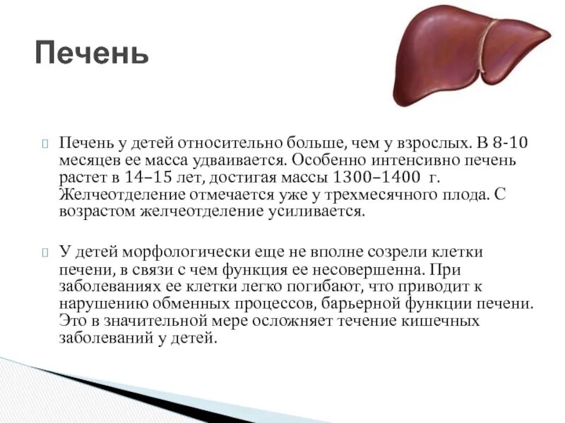 Возрастные особенности печени. На сколько растет печень у ребенка. Масса печени во всех возрастных группах.