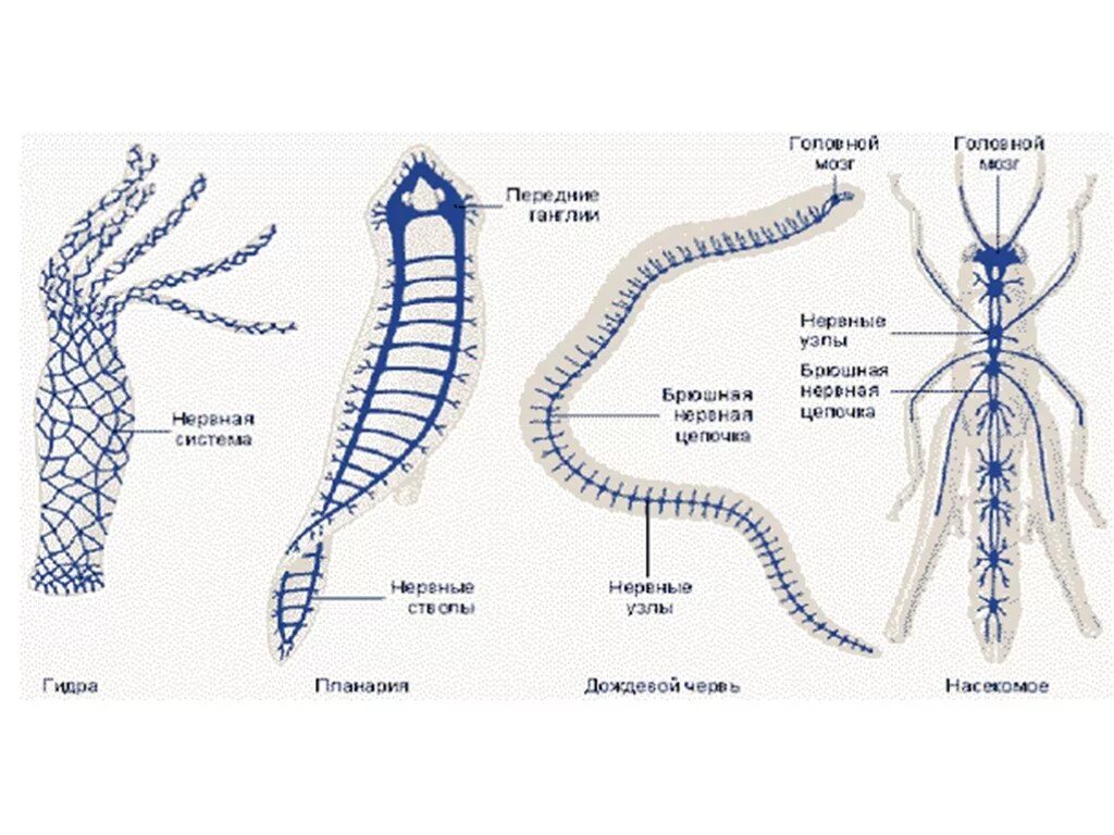 Типы нервной системы у животных схема. Эволюция нервной системы беспозвоночных. Эволюция нервной системы у животных схема. Нервные системы беспозвоночных схемы. Появление беспозвоночных