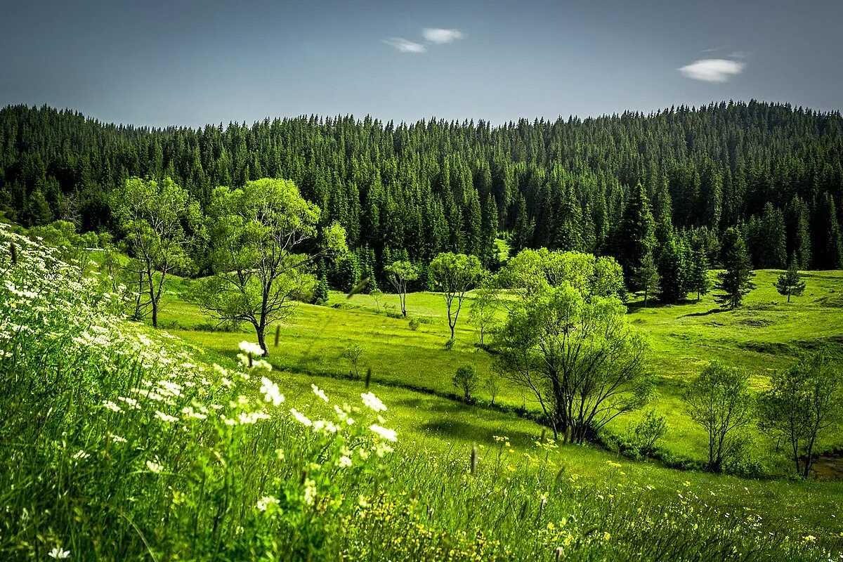 Родопы. Родопи горы. Родопы (горы). Родопы Болгария. Фон для рабочего стола.