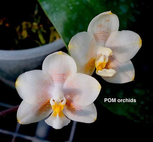 Encyvola Jairak Canary 8cm Passiflora.ru - Сервис коллективных заказов