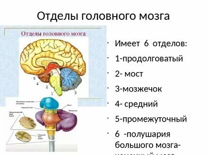 Головной мозг конспект 8 класс