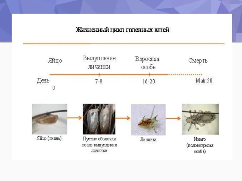 Цикл вшей и гнид. Стадии жизненного цикла вши. жизненный цикл головной вши. стадии жизненного цикла головной вши. головная вошь жизненный цикл.