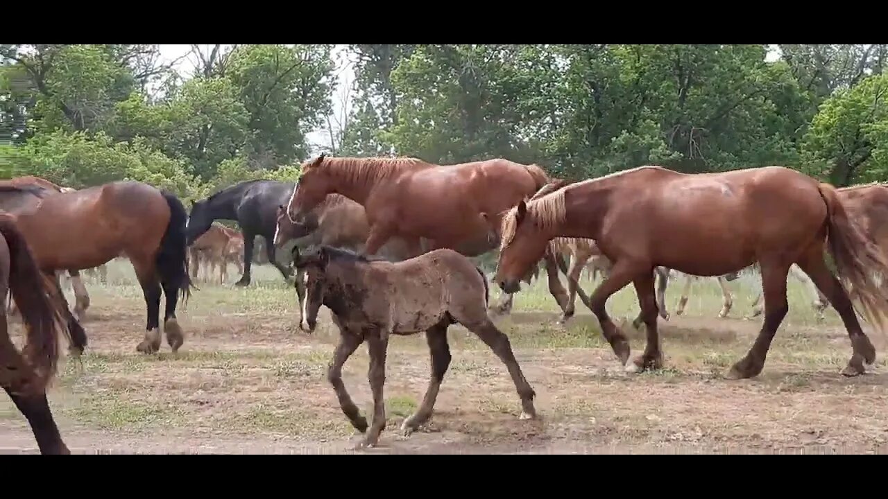 Жеребец в табуне его обязанности. Закон лошади. Лошади табуны видео. Табун лошадей карачаевской породы. Табуны лошадей в дикой природе.
