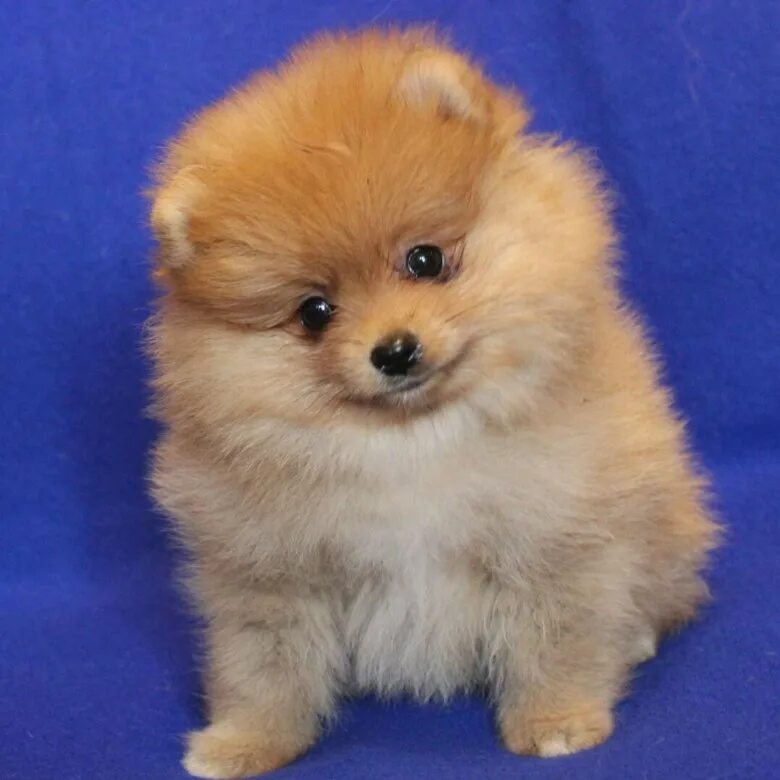 000. шпиц недорого. недорогая собака шпиц. шпиц недорого. шпиц недорого.