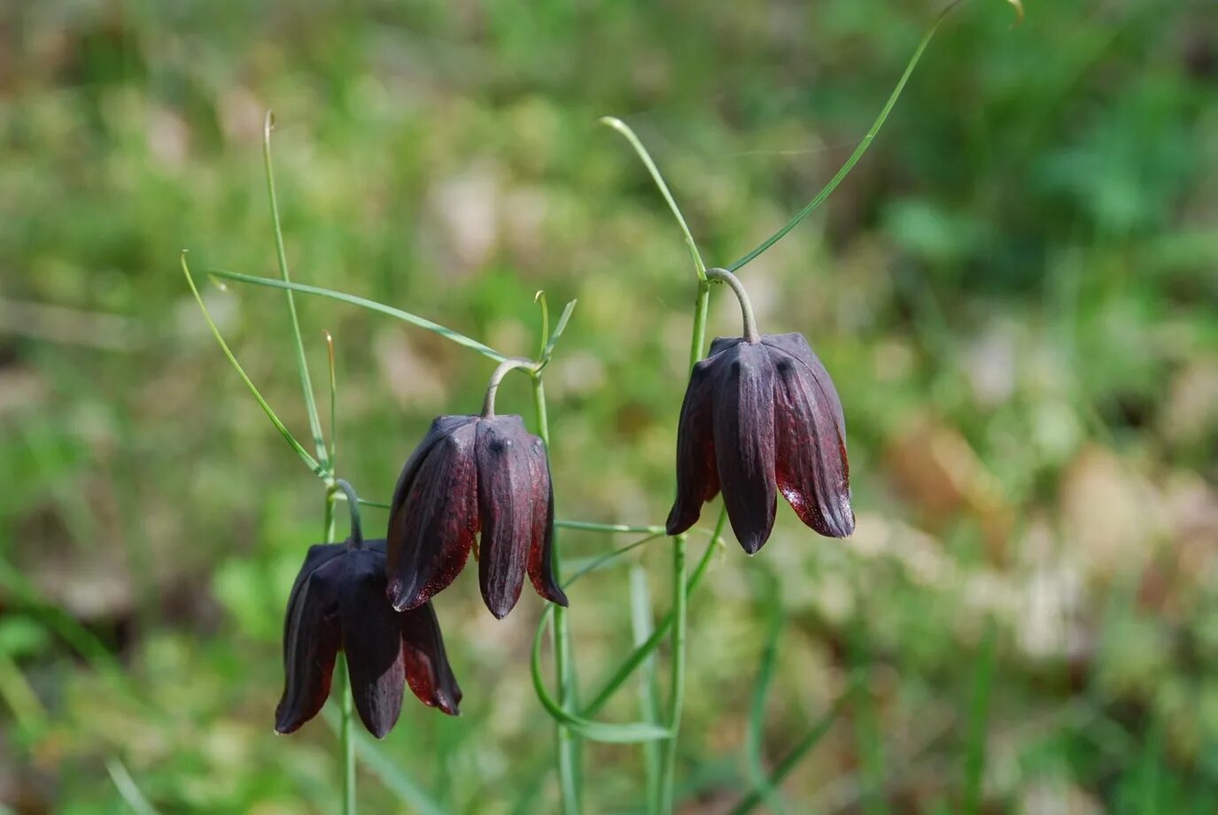 Fritillaria ruthenica. Рябчик луговой цветок. Рябчик луговой. Рябчик русский. Рябчик русский fritillaria ruthenica wikstr.