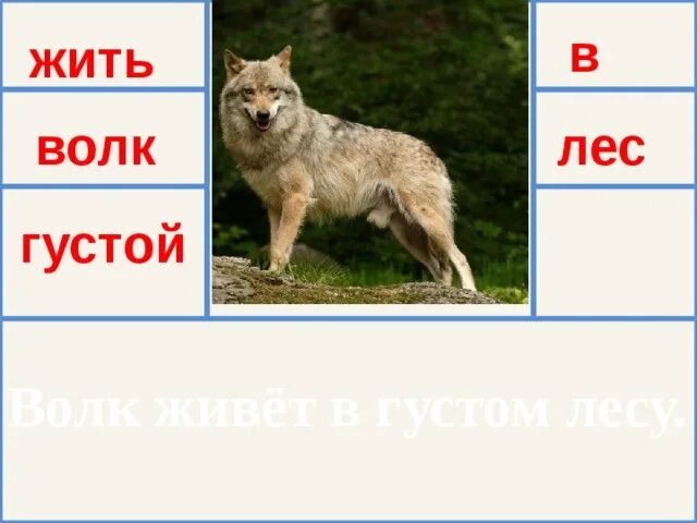 Сколько живут волки. С волками жить. Где живут волки в России. План лисы волка. Сколько лет живут волки