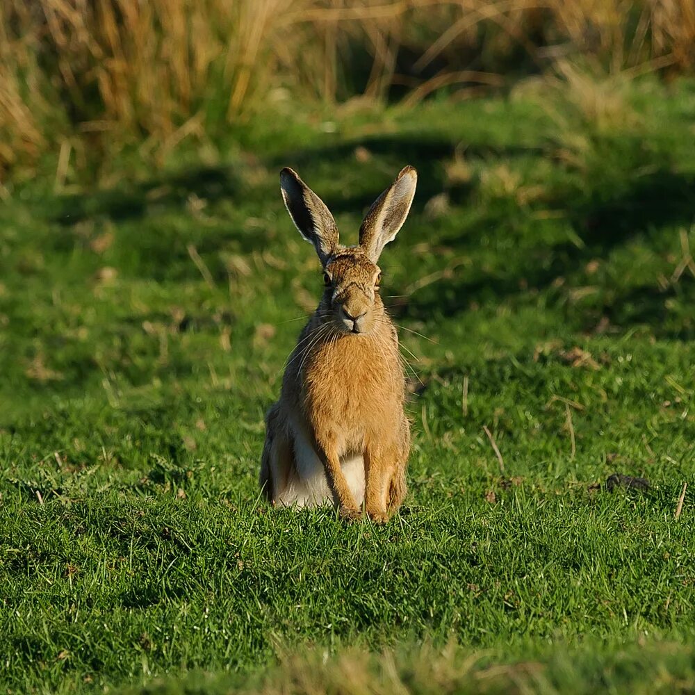 Заяц русак летом. Заяц-русак. Заяц русак (lepus europaeus). Заяц русак карелия. Степной заяц русак.