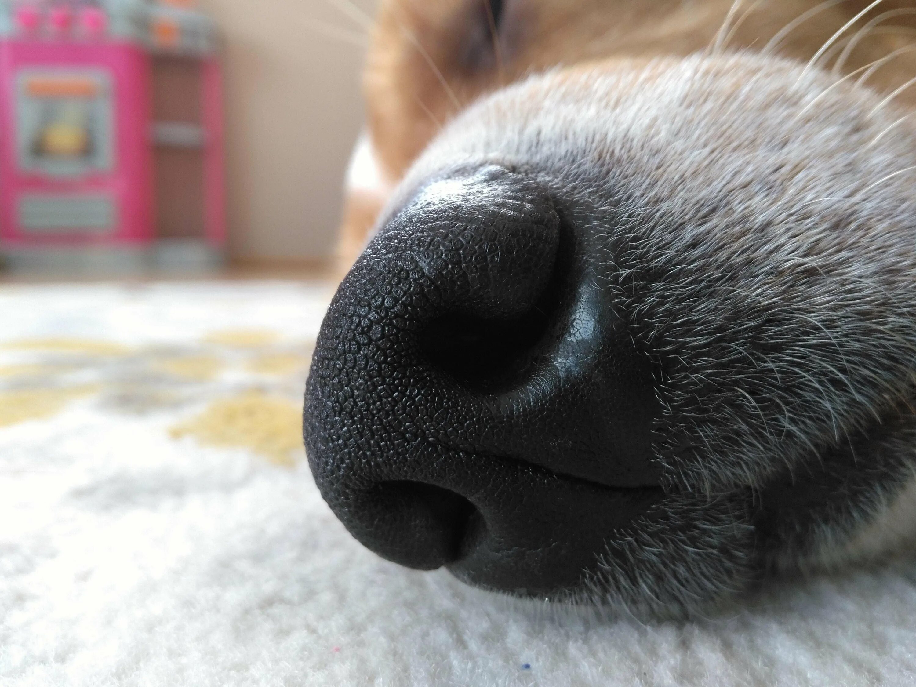 Собачий нос. Носик собачки. Отпечаток носа собаки.