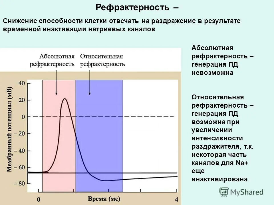 рефрактерность это в физиологии. фаза относительной рефрактерности. рефрактерность это в физиологии. механизм формирования рефрактерности. абсолютная рефрактерная фаза продолжительность.