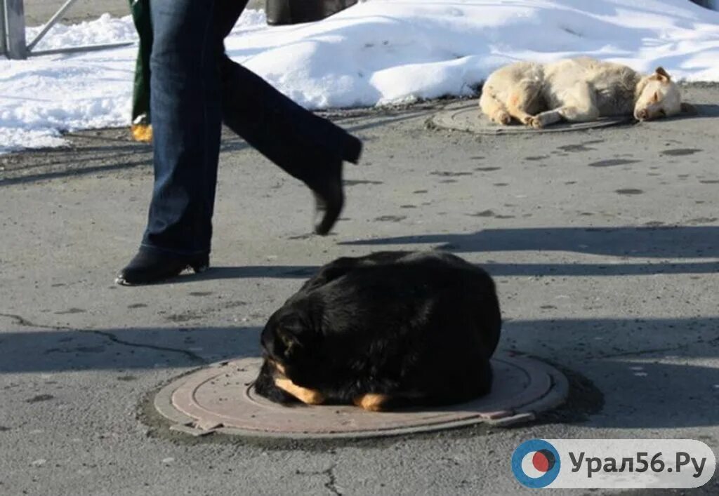 Помощь животным оренбург. Бездомные собаки Нерюнгри. Собаки Орск. Бездомные животные в Оренбурге.