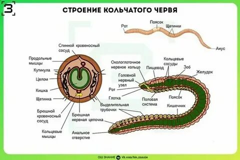 Кольчатые черви способ добывания пищи