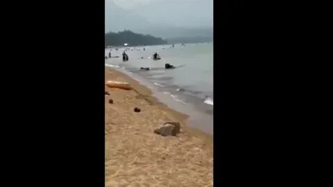Медведи на пляже на байкале