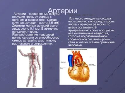 Самая крупная артерия называется