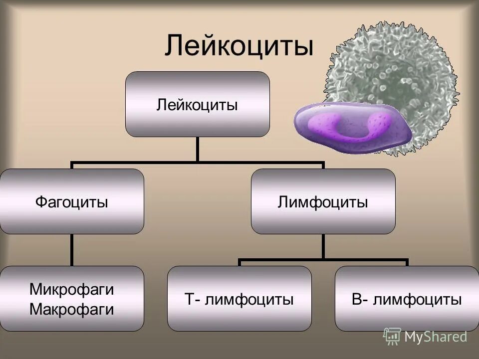 2 лимфоциты фагоциты. фагоцитирующие клетки виды. фагоцитоз макрофагов схема. лейкоциты пожирают бактерии. макрофаги строение и функции.