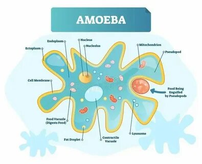 Амеба митохондрии