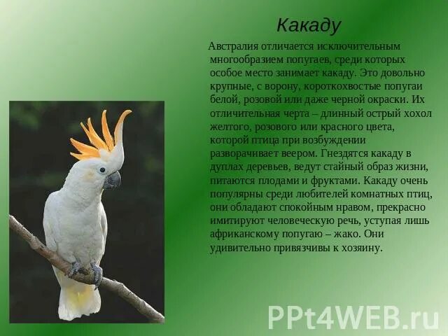 Как пишется какаду. Попугай Какаду сообщение. Какаду краткое описание. Какаду информация кратко. Австралийский попугай Какаду описание.