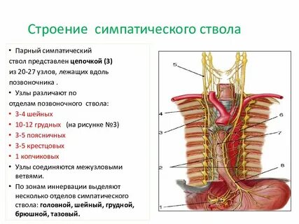 Поясничный узлы