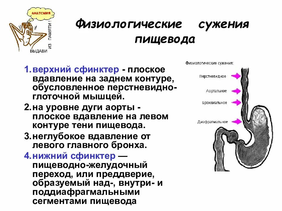 Пищевод проходим. Физиологические сужения пищевода. Сужения пищевода (oesophagus). Сужения желудка анатомия. Сфинктеры пищевода анатомия.