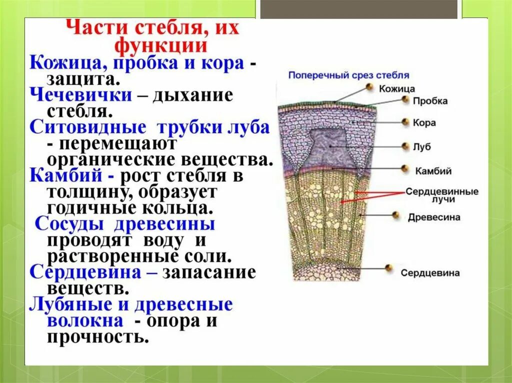 Тип ткани растения древесина. Биология внутреннее строение стебля кожица. Внутреннее строение стебля флоэма. Ткани растений внутреннее строение стебля. Строение стебля Ксилема и флоэма.