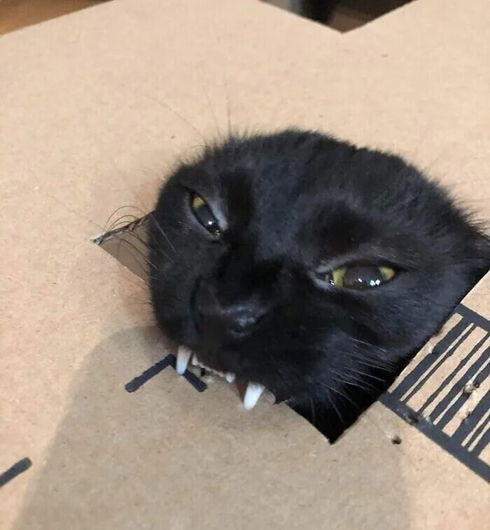 Кот неожиданно. Всратые коты. кот мем. всратый.