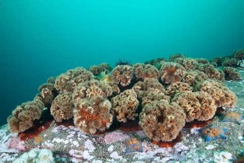 Японский морской