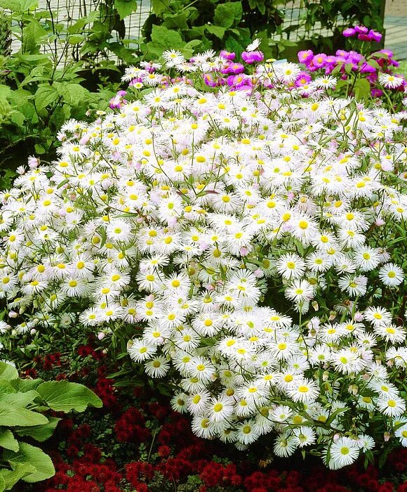 Эригерон, Мелколепестник (Erigeron) ПИТОМНИК РАСТЕНИЙ СЕРЕБРЯКОВЫХ