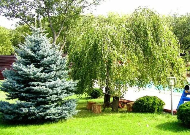 Ель обыкновенная свисающая Picea abies 'Inversa' и крупномеры купить в Краснод
