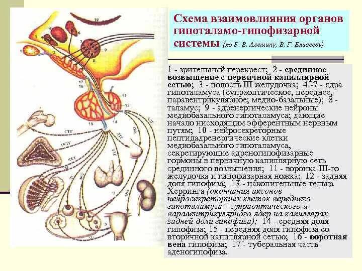 Гипоталамо-гипофизарная система схема гистология. Схему связей в гипоталамо-гипофизарной системе. Схема гипоталамо гипофизарной системы. Схему связей в гипоталамо-гипофизарной системе. Схема строения гипоталамо гипофизарной системы.