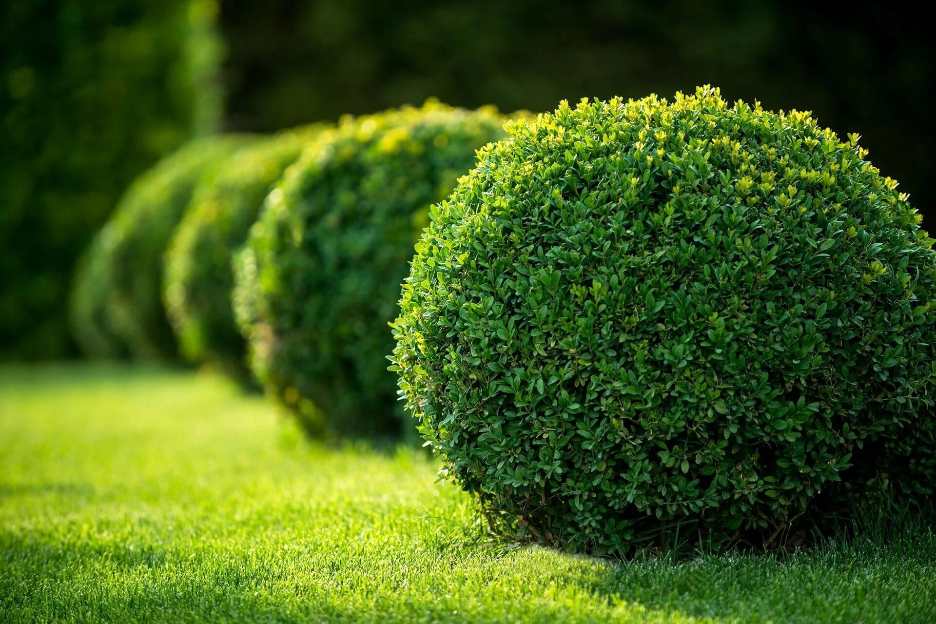 Вечнозеленые слитно. Самшит мелколистный Фолкнер. Самшит Буксус. Buxus sempervirens самшит. Самшит Буксус вечнозеленый.