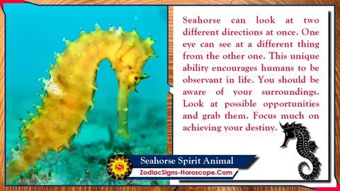 Seahorse перевод на русский
