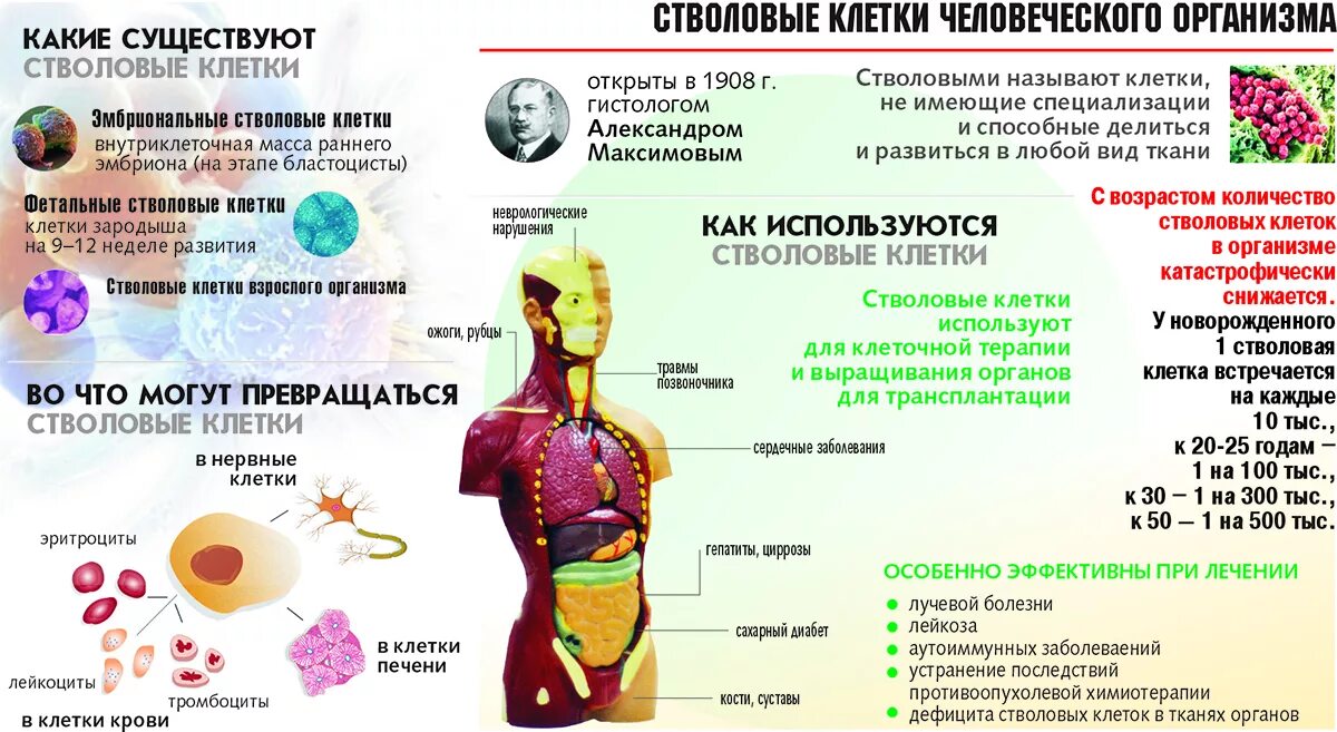 Сколько стволовых клеток